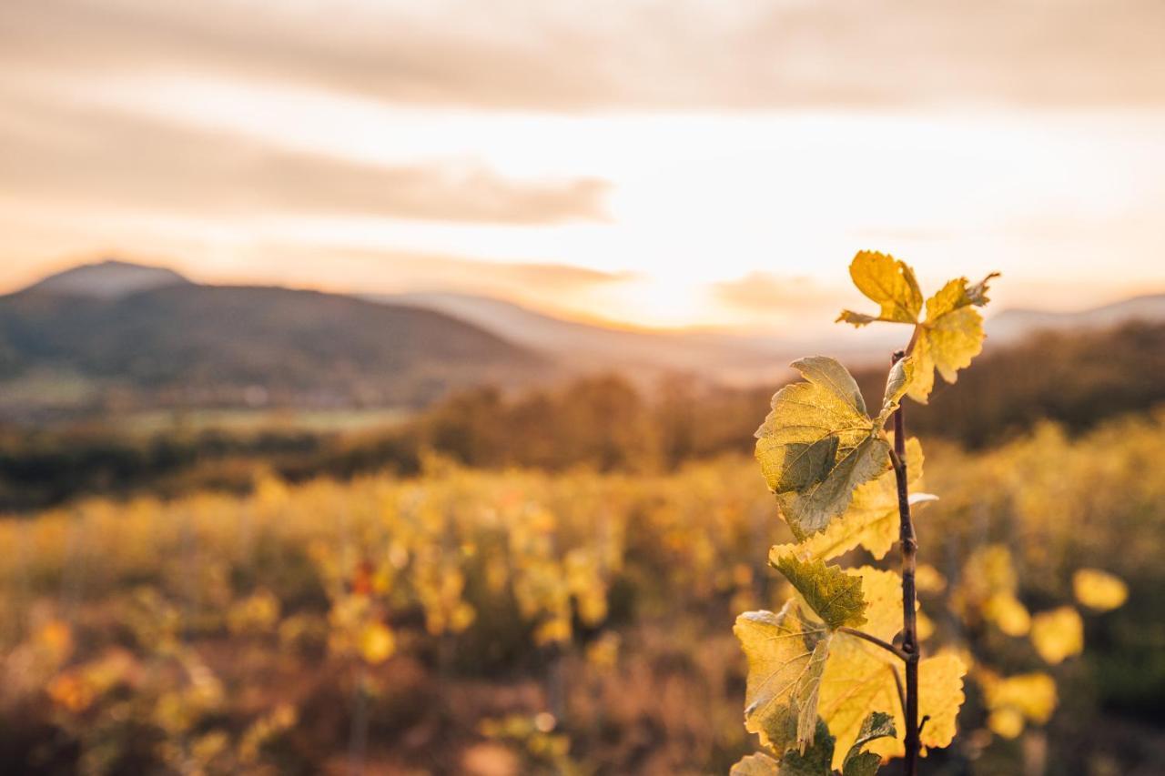 Aux Cerfs Des Vignes - Groupe Villa Scherwiller Ngoại thất bức ảnh